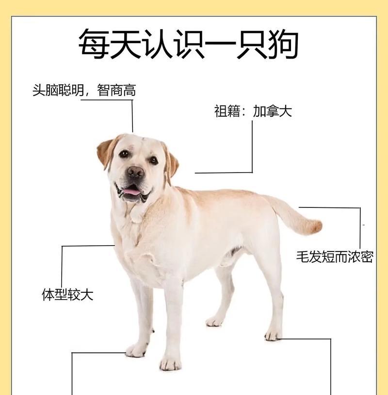 拉布拉多串串犬可以作为宠物养吗？有何注意事项？