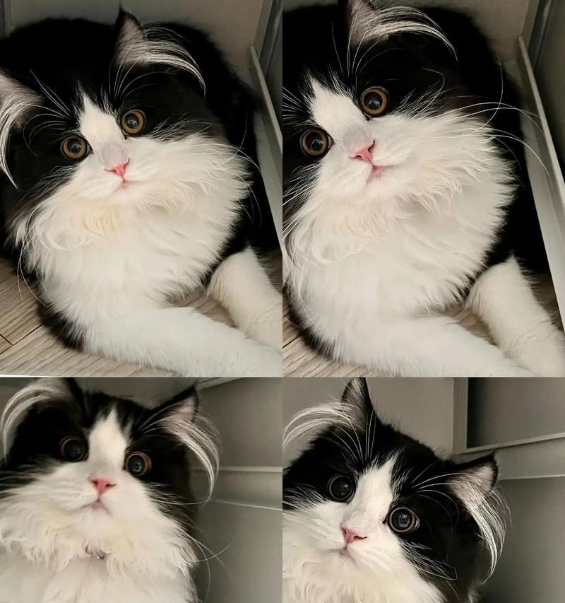 奶牛猫会吃肉吗？为什么对猫粮不感兴趣？
