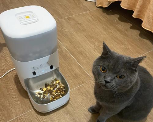 自动喂猫器如何正确放置猫粮？操作步骤是什么？