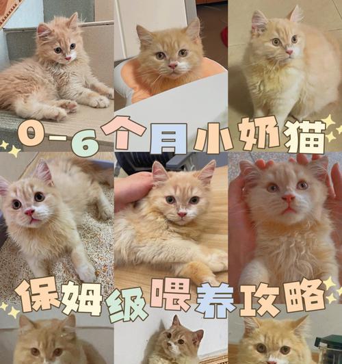 三多月猫咪的正确喂食方法是什么？