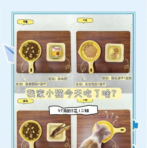 三多月猫咪的正确喂食方法是什么？