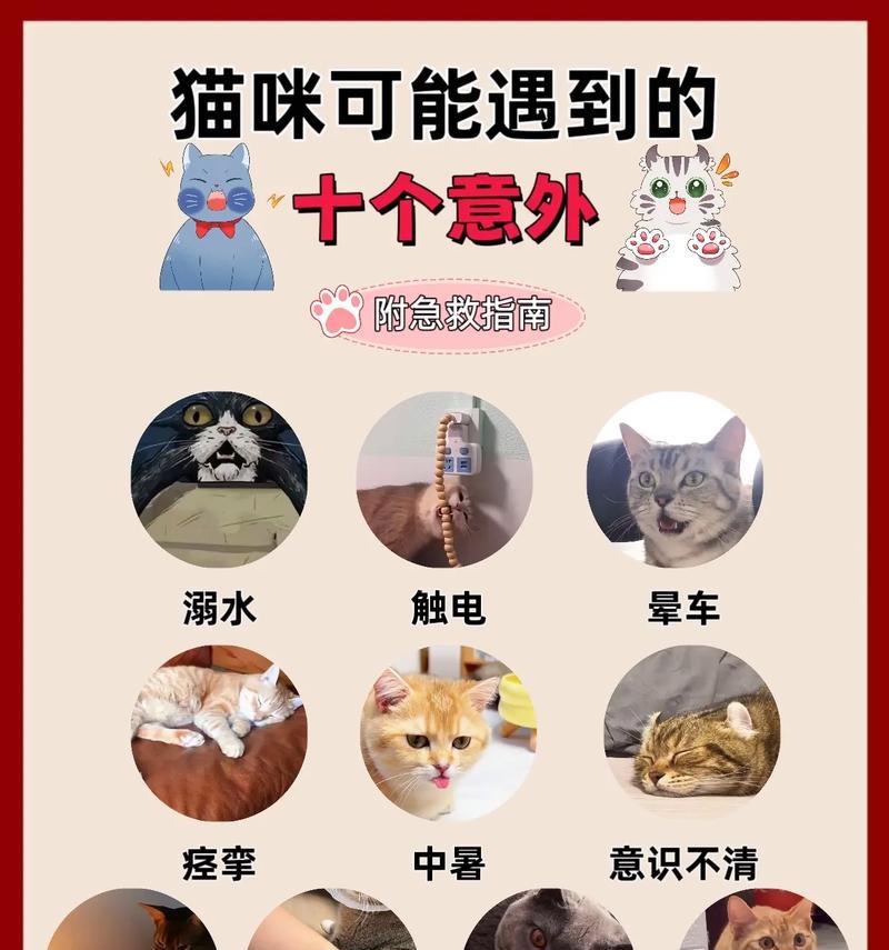 猫咪误食毒猫粮如何急救？寻找专业兽医的正确步骤是什么？