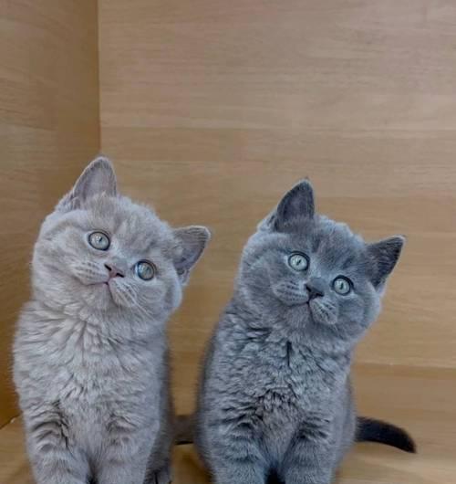 蓝猫食用处方粮后腹泻怎么办？