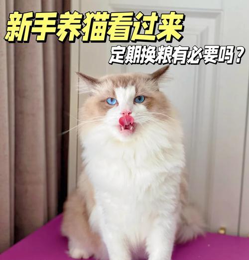 猫咪换新粮吃得少是正常现象吗？