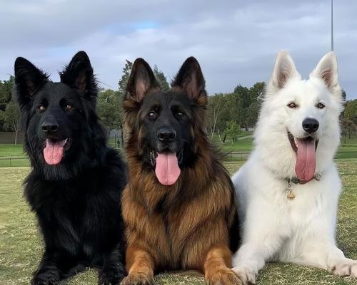 德牧大型犬价格是多少？