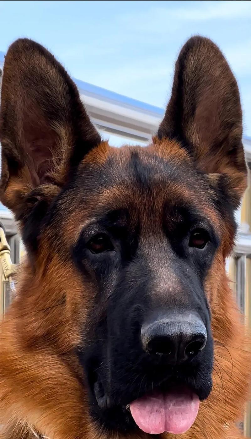 德牧大型犬价格是多少？
