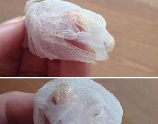 猫粮中出现蚂蚁是怎么回事？如何处理和预防？