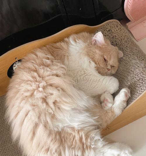 新尤比特猫粮的用户评价如何？适合哪些年龄段的猫咪？