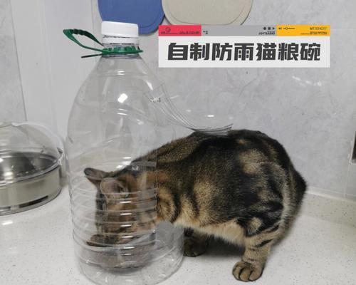 自动掉落的猫粮碗怎么处理？如何确保猫粮碗的卫生和猫咪的健康？