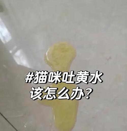 猫咪吐黄水需要做哪些检查？