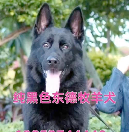 给德牧打芯片需要多少钱？费用包括哪些？