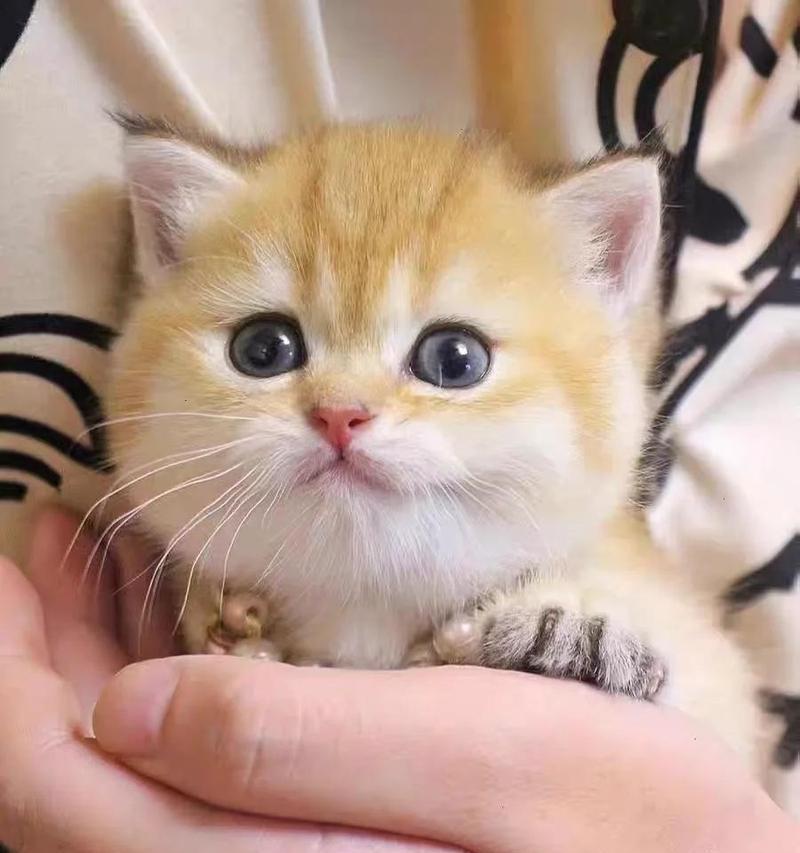 两个月大的小猫适合哪种猫粮？