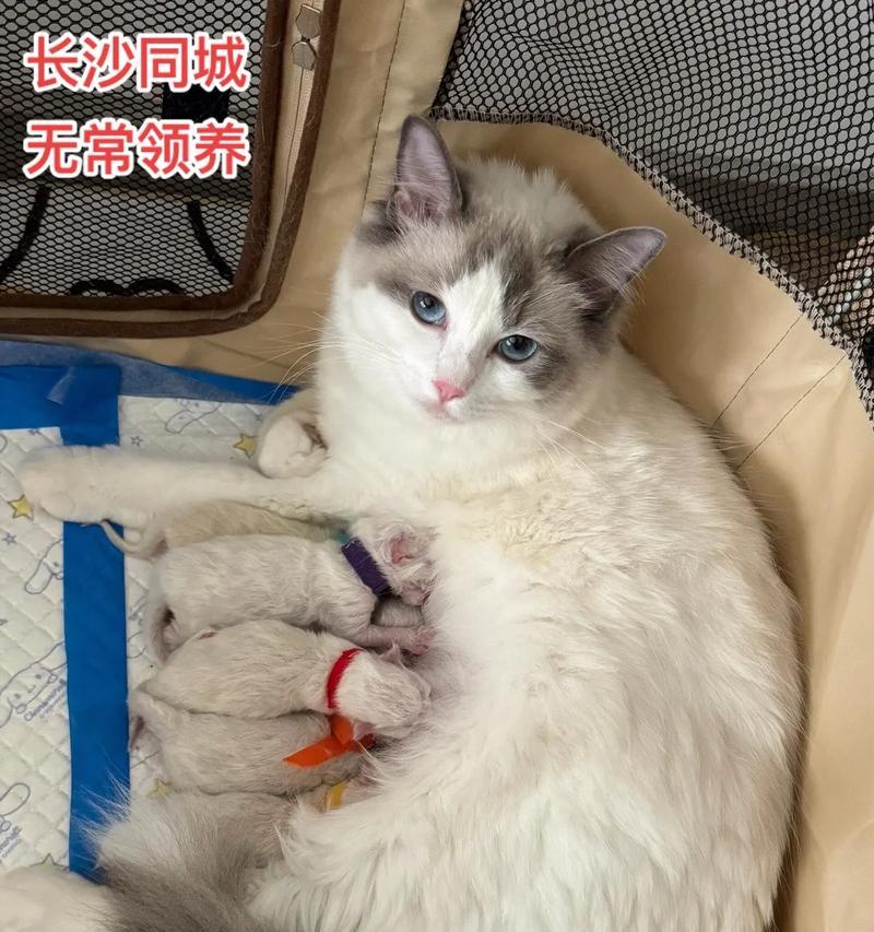 两个月大的小猫适合哪种猫粮？