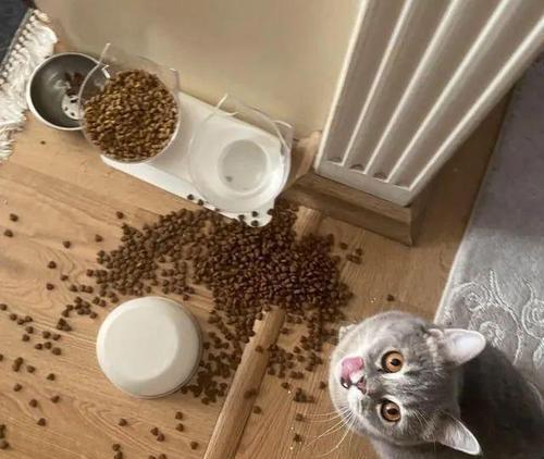 大妈吃小猫猫粮的原因是什么？