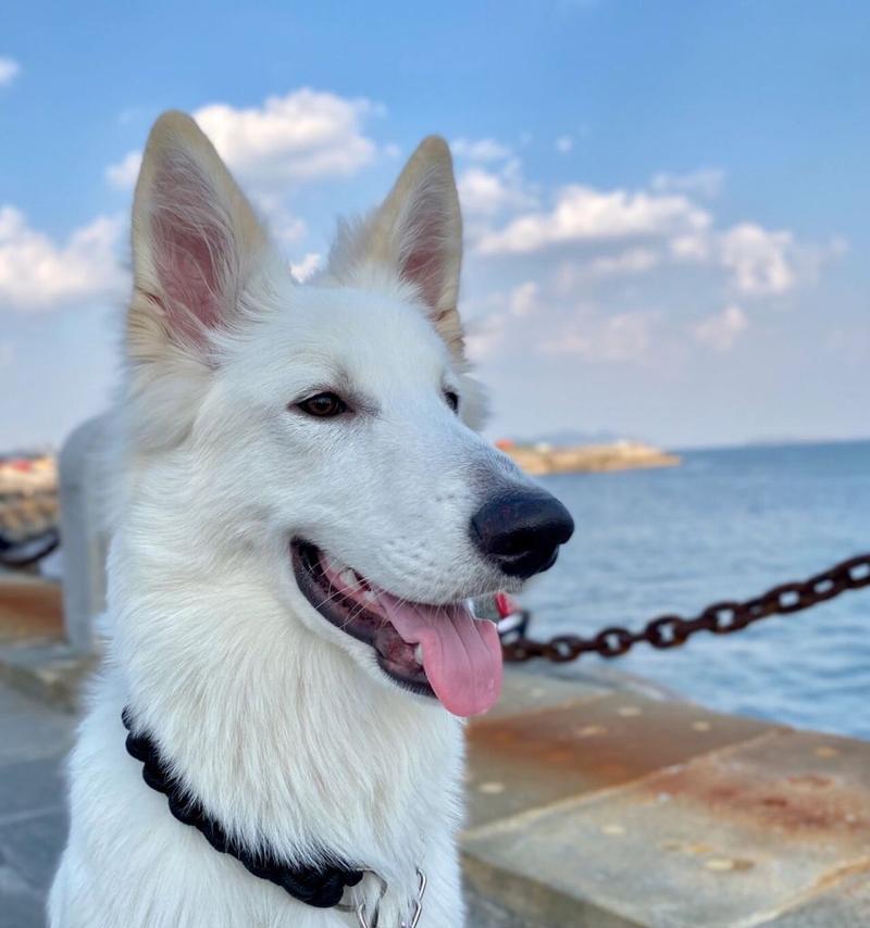 瑞士牧羊犬白德牧的市场售价是多少？