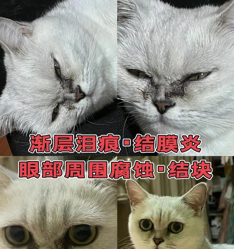 猫吃了猫粮红眼睛流泪怎么办？这是什么原因导致的？