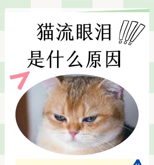 猫吃了猫粮红眼睛流泪怎么办？这是什么原因导致的？