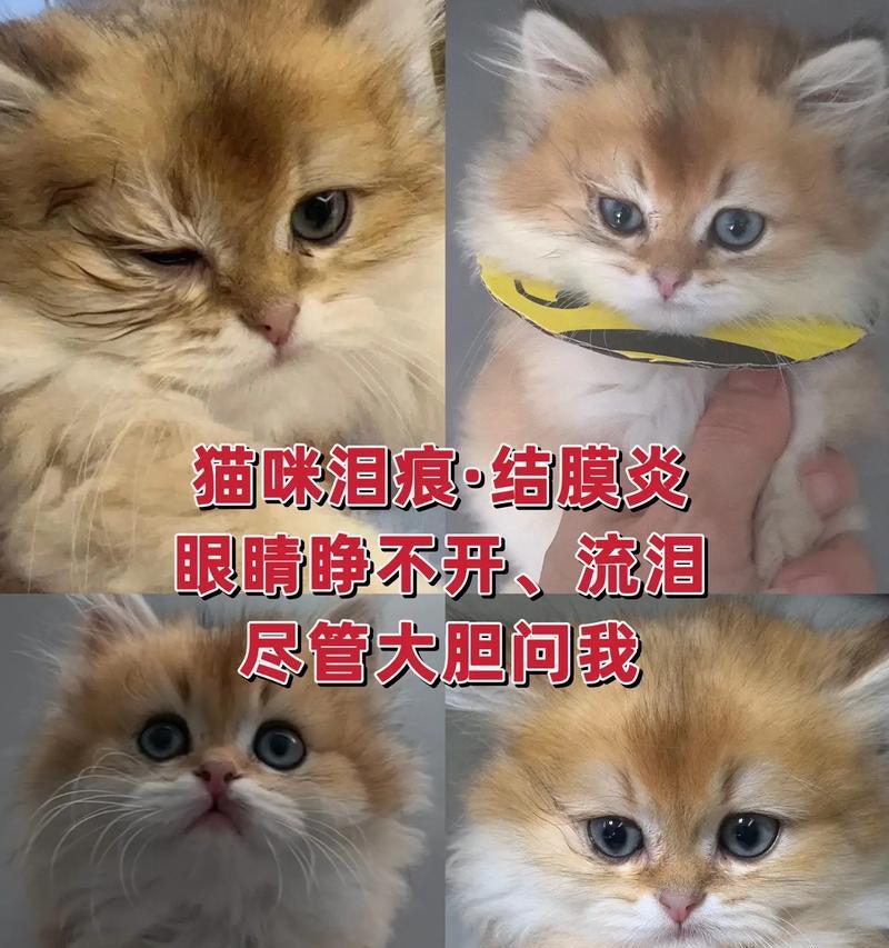 猫吃了猫粮红眼睛流泪怎么办？这是什么原因导致的？