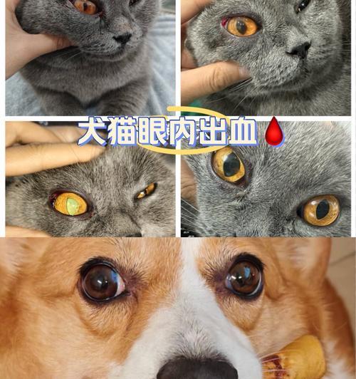 猫粮导致眼睛充血原因是什么？应该怎么办？