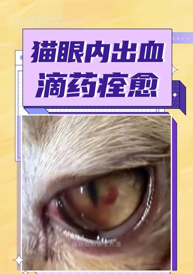 猫粮导致眼睛充血原因是什么？应该怎么办？