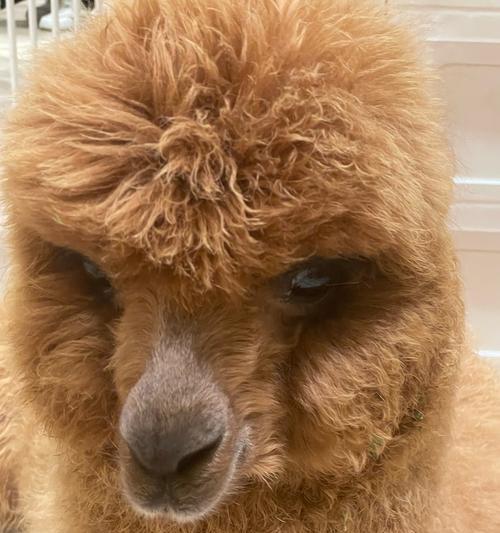 狗子看见羊驼会怎么样？它们会友好相处吗？