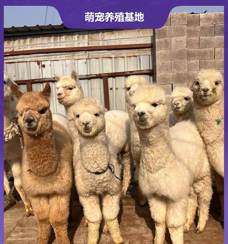 羊驼狐狸宠物名字怎么取？如何为羊驼狐狸取一个好听的名字？