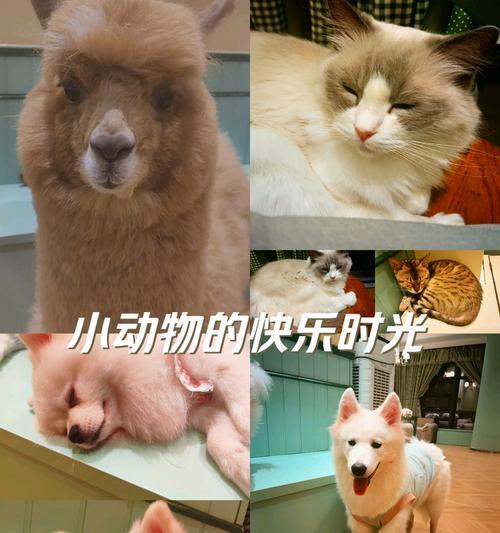 羊驼狐狸宠物名字怎么取？如何为羊驼狐狸取一个好听的名字？