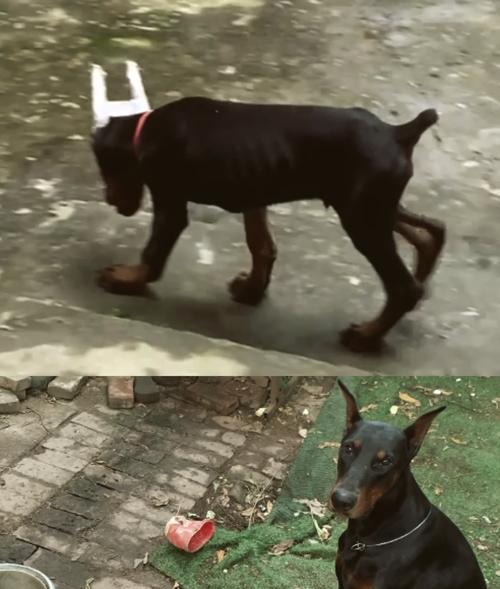 杜宾犬每月狗粮消耗量是多少？如何合理安排饮食？