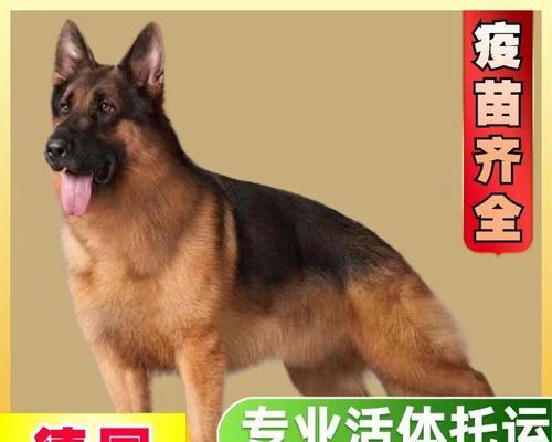 西安家养德牧的价格是多少？购买时应注意什么？
