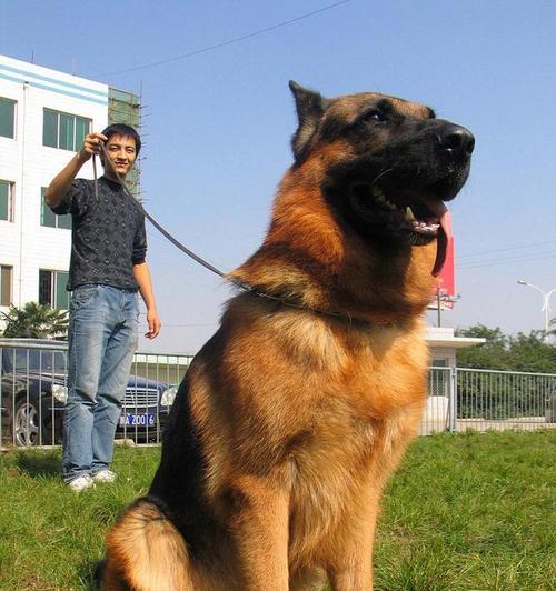 德牧犬应注射哪种催产针及费用？