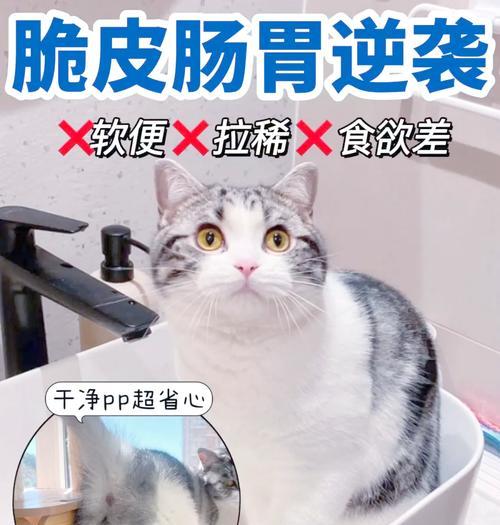 猫粮贪吃的玻蒂是什么？玻蒂猫粮的特点和评价如何？