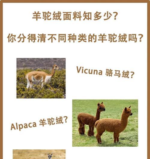 塞上驼羊驼绒的含义是什么？它有什么特别之处？