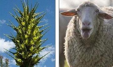 羊驼为何能吃菠萝？食性特点是什么？