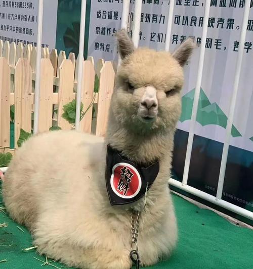 羊驼的日常饮食是什么？如何保证其营养均衡？