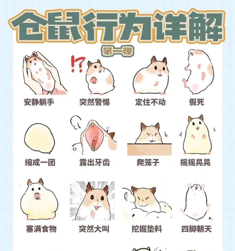 小仓鼠误食猫粮后如何处理？