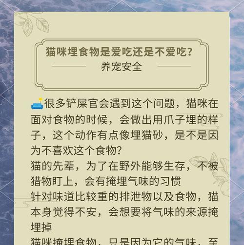 哪种碗能让小猫更爱吃猫粮？如何选择合适的猫碗？