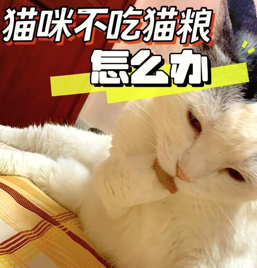 猫咪为何拒绝食用特定猫粮？有解决办法吗？