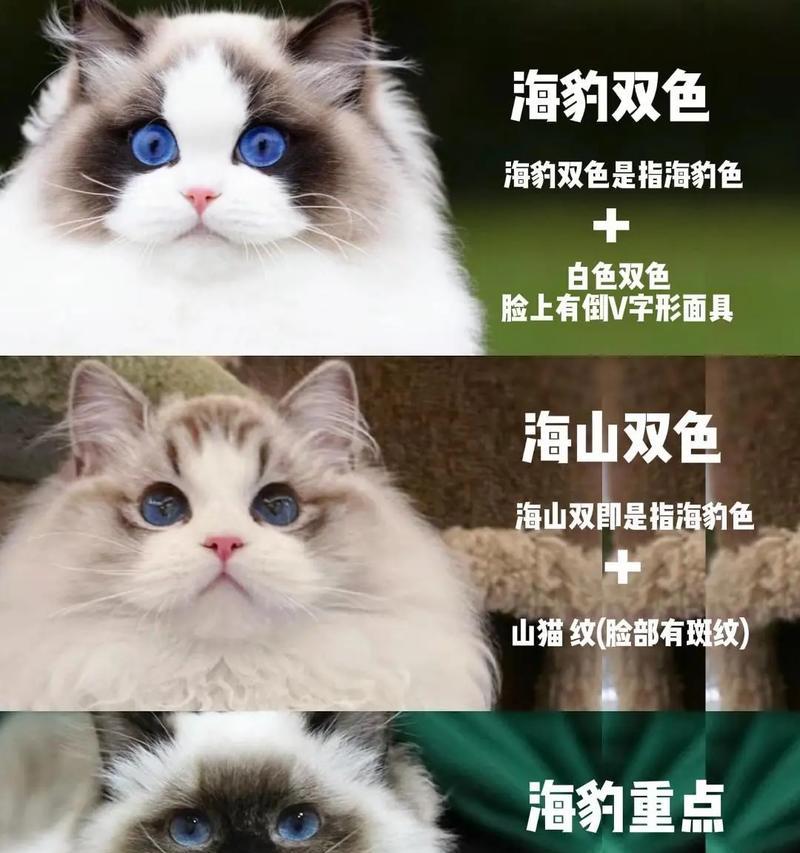 怎么看布偶猫买多少钱的猫粮？如何根据体重选择？