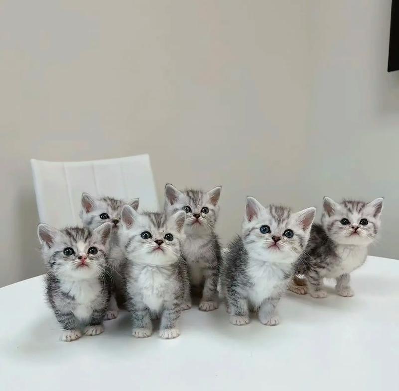 虎斑猫适合哪种品牌的猫粮？