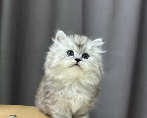 虎斑猫适合哪种品牌的猫粮？