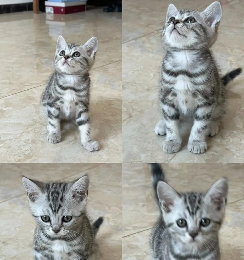 虎斑猫适合哪种品牌的猫粮？