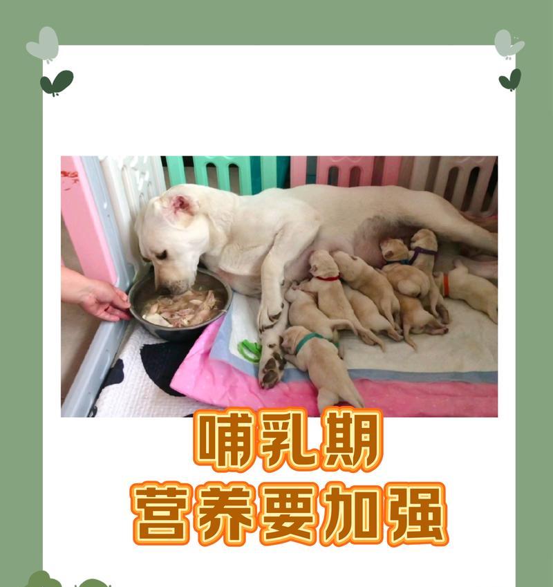 小狗吃猫粮下奶水的原因？