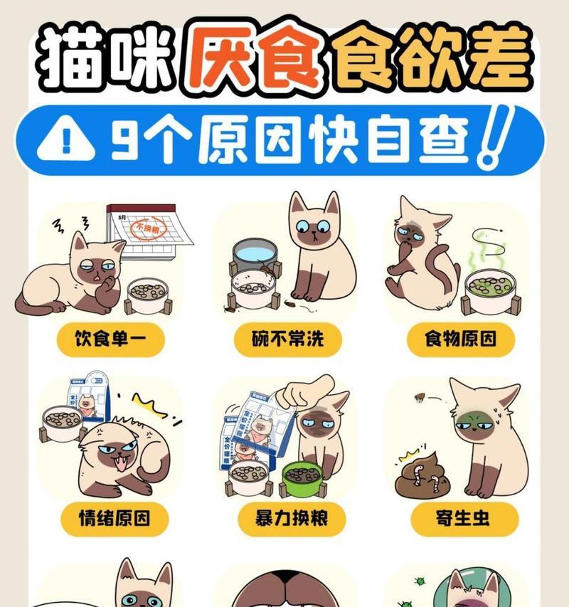 1岁猫咪突然厌食猫粮该如何应对？