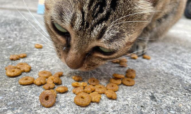 流浪小猫吃猫粮后会有哪些反应？