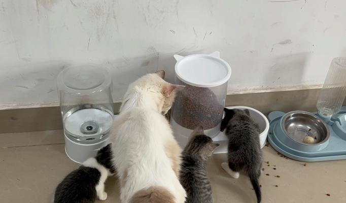 流浪小猫吃猫粮后会有哪些反应？