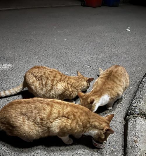 流浪小猫吃猫粮后会有哪些反应？
