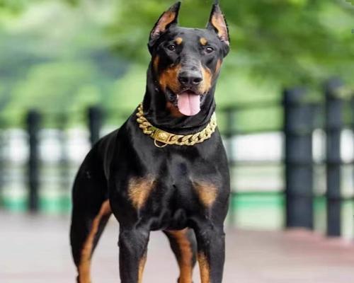 杜宾幼犬最适合哪种狗粮？