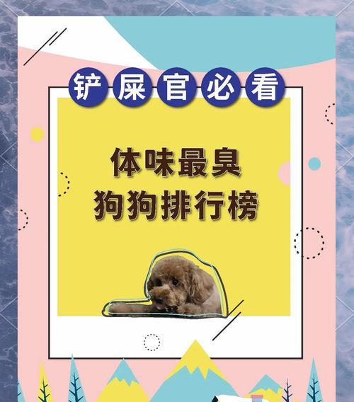 宠物狗体味比土狗大如何处理？有效减少体味的方法有哪些？