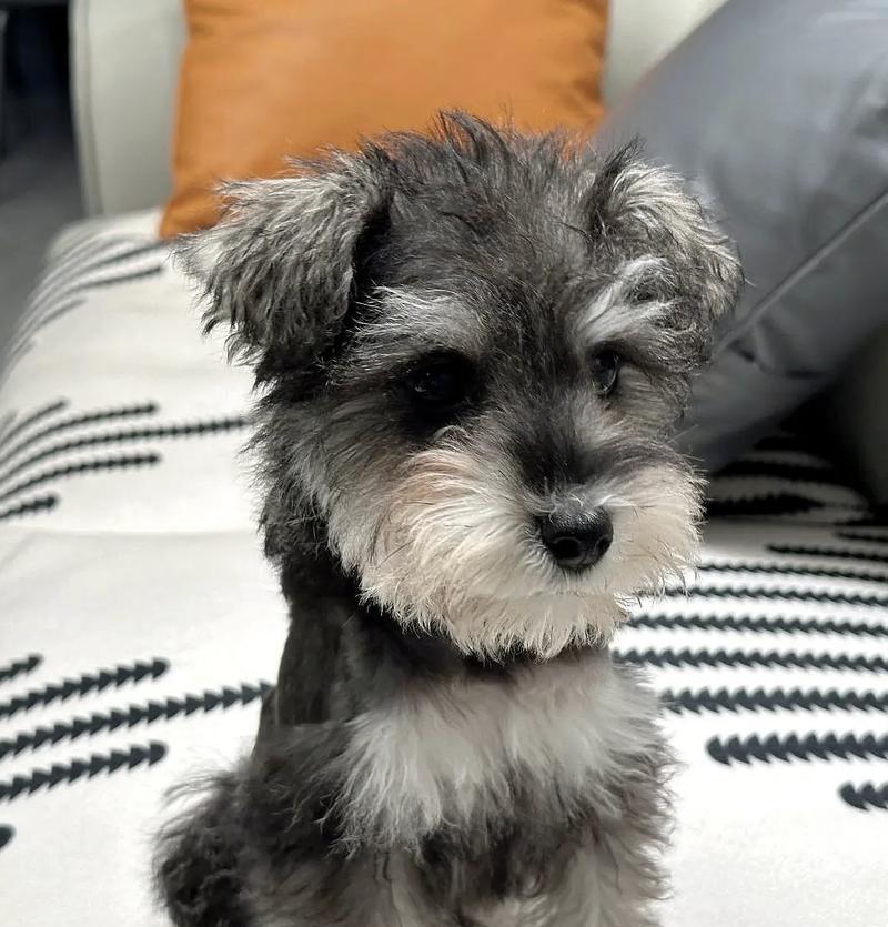 雪纳瑞犬的正常体温范围是多少？如何测量雪纳瑞犬的体温？