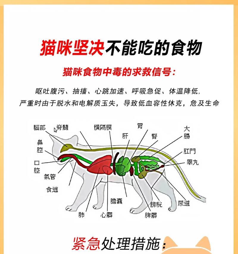 猫咪突然减少食量是什么原因？需要采取什么措施？